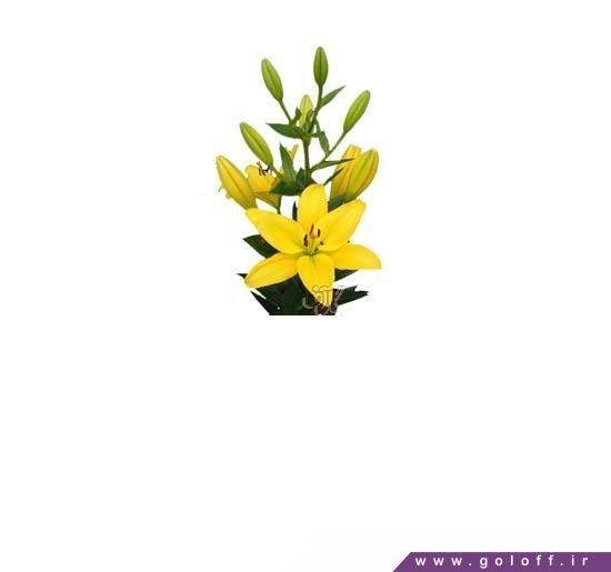 گل لیلیوم پاویا - Lilium | گل آف
